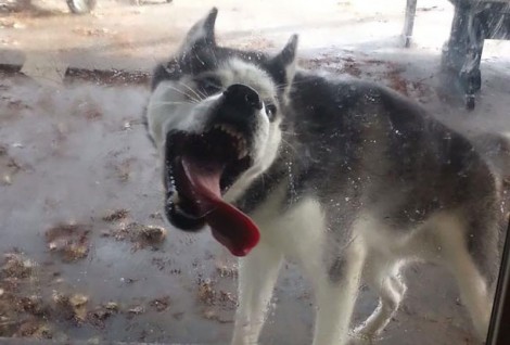 Licking Glass